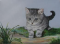 DDS Mr.kittles