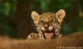 DDS Jaguar